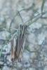 Omocestus antigai bellmanni